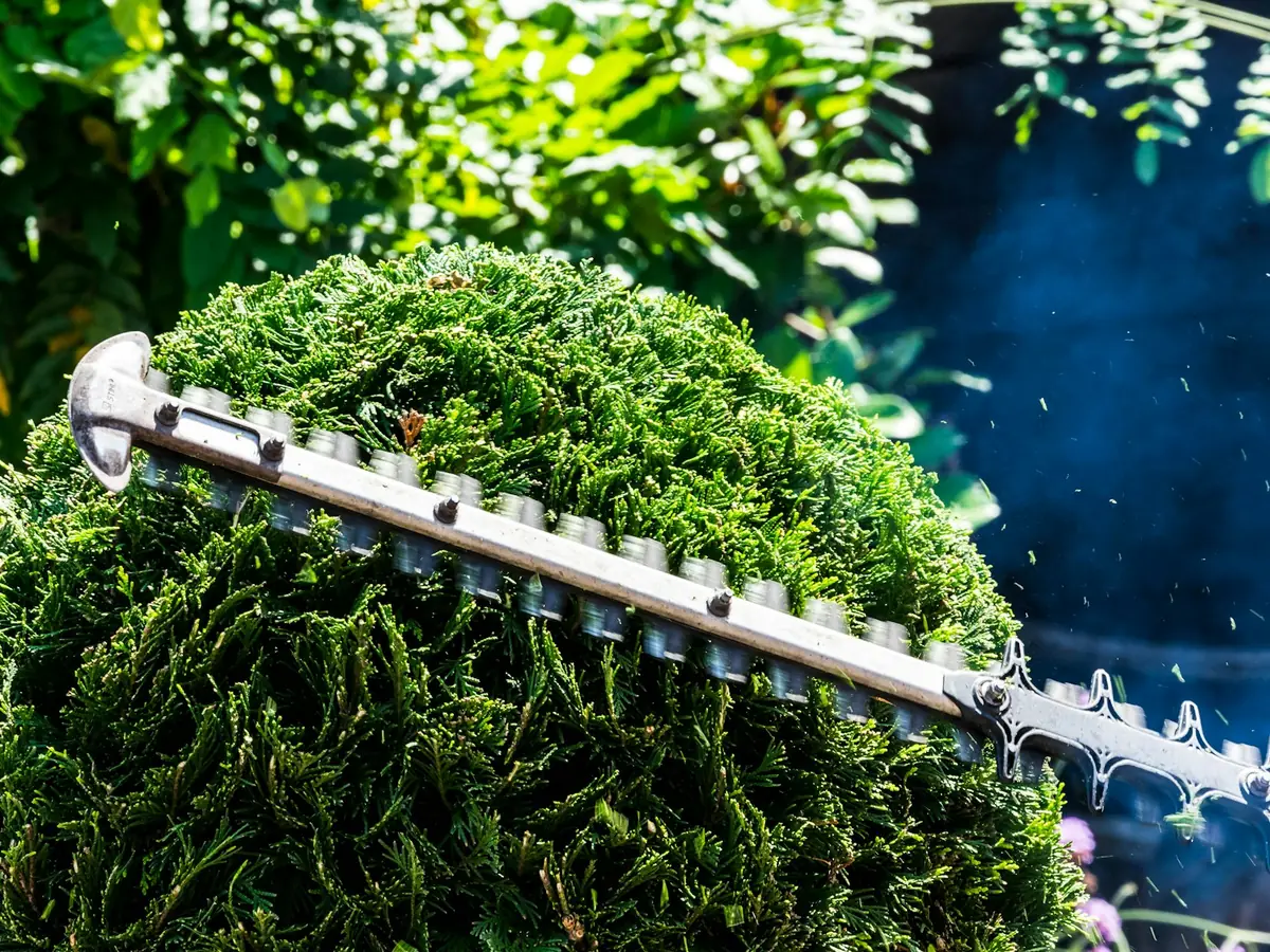 Taille-haie électrique en train de tailler un buis arrondi