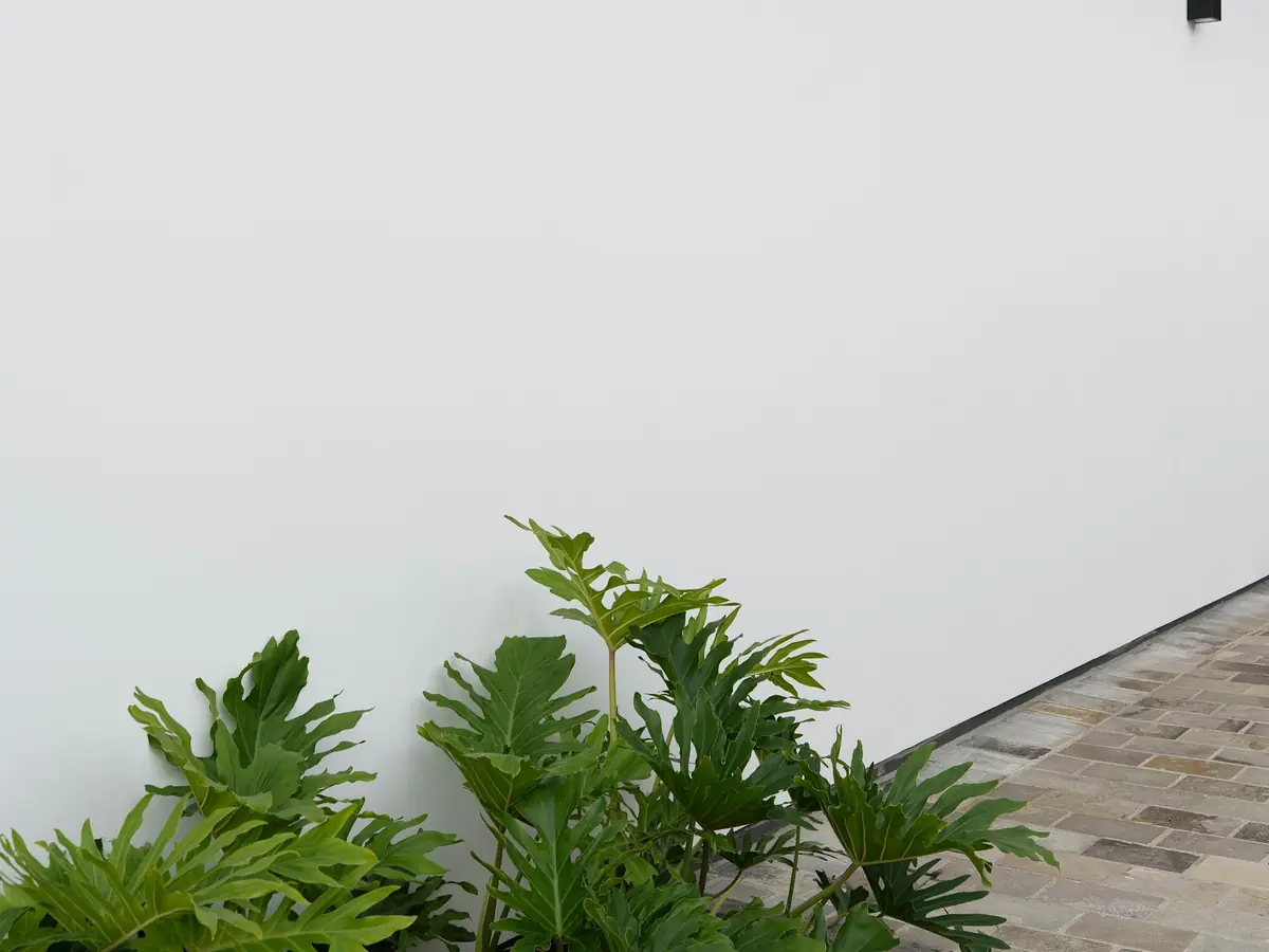Cour claire avec plantes à larges feuilles au pied d’un mur blanc