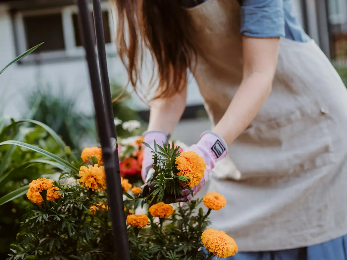 Jardinière plantant des fleurs orange dans un massif