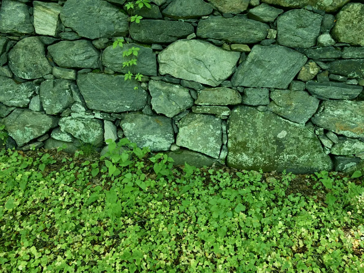 Mur en pierre sèche recouvert de mousse au bord d’une pelouse